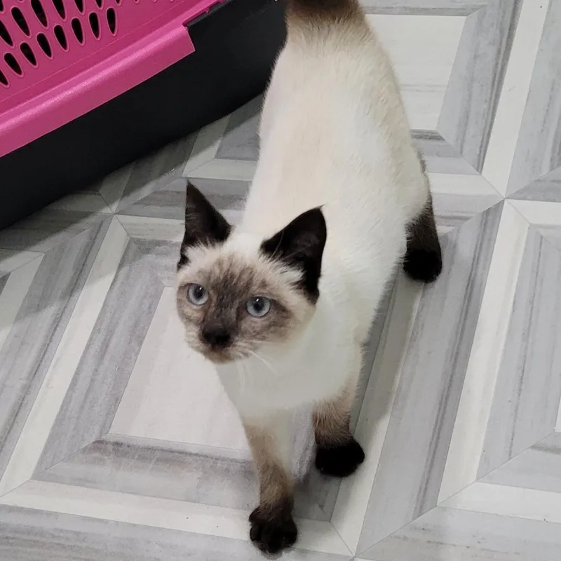 A young small-sized female Seal Point Domestic Short Hair cat named Pinnacles for adoption in Coos Bay, OR