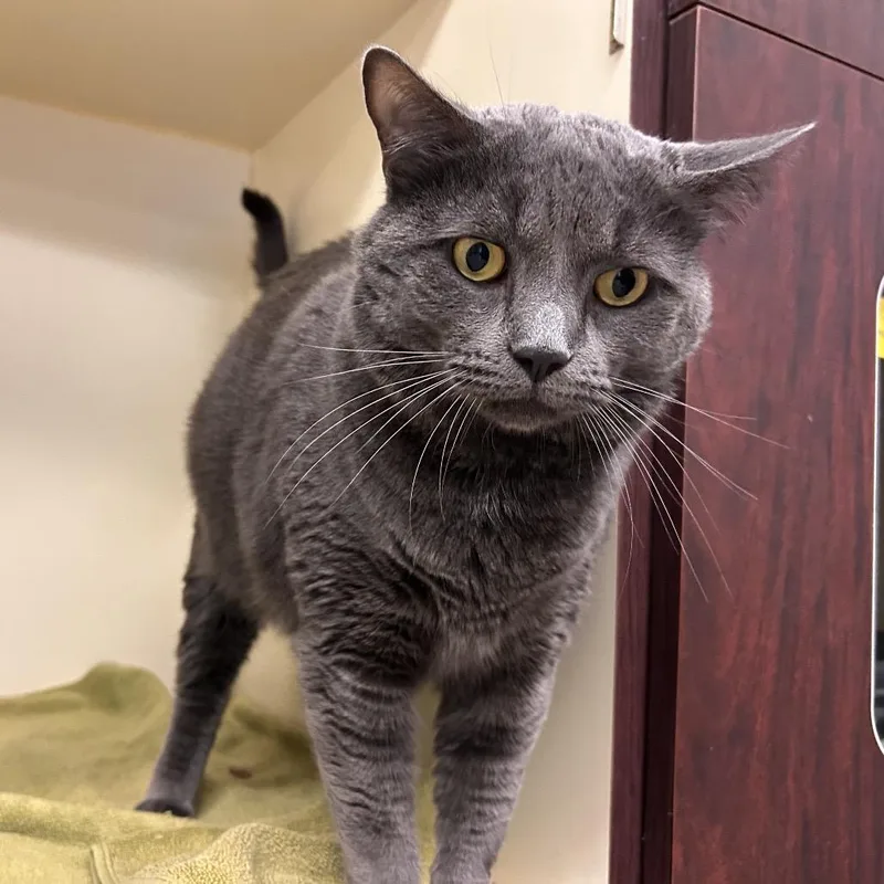 An adult extra large-sized male Gray / Blue / Silver Domestic Short Hair cat named Monty for adoption in Waynesboro, PA