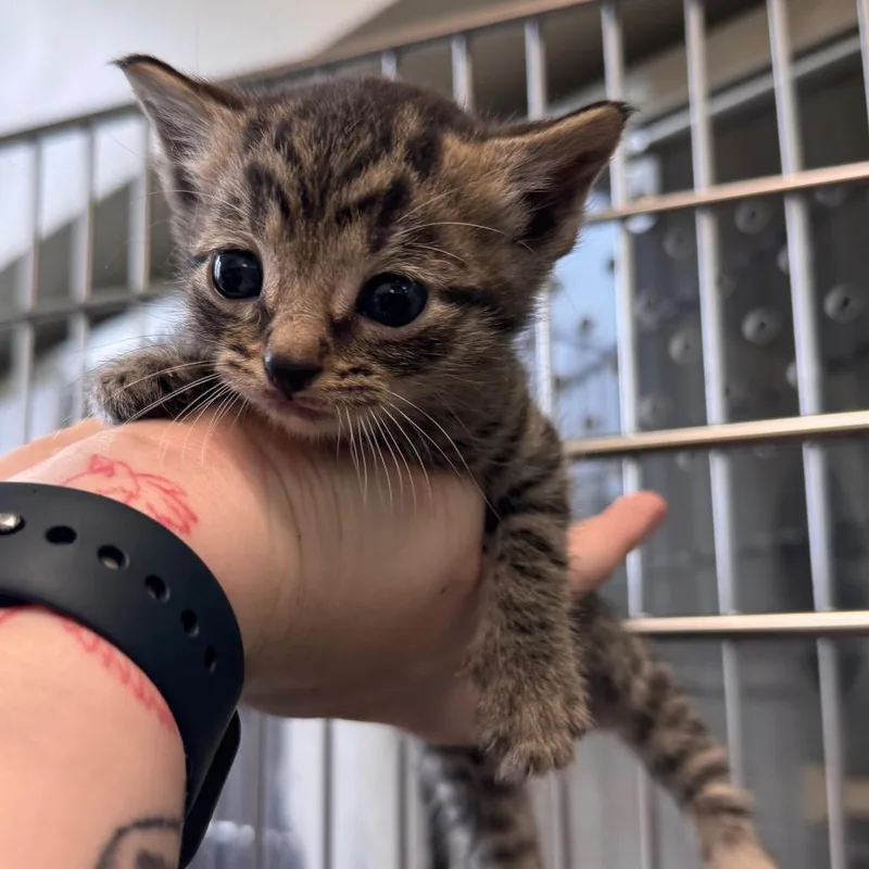 A baby small-sized male Brown / Chocolate Domestic Short Hair cat named Michael for adoption in Lynchburg, VA