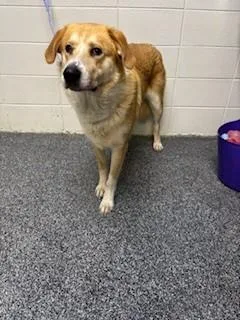 An adult large-sized male Golden Retriever dog named Bowzer for adoption in Lake Wylie, SC