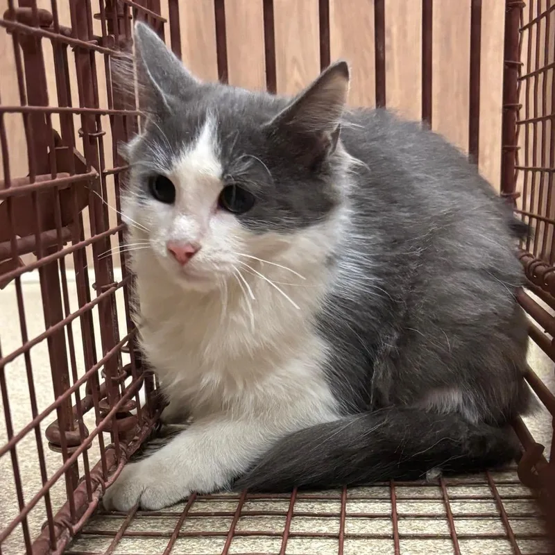 A baby small-sized female Domestic Medium Hair cat named Sylveon for adoption in Bristol, IN