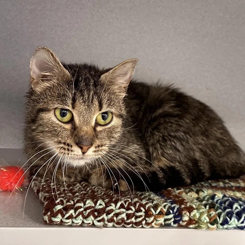 An adult medium-sized male Brown / Chocolate Domestic Short Hair cat named Allen for adoption in Mount Vernon, IN