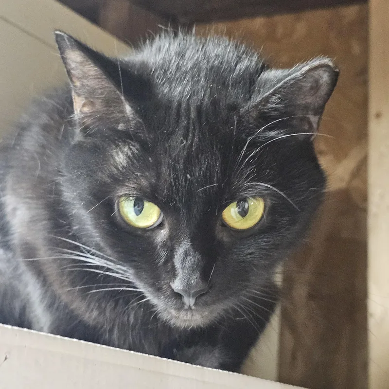 A young medium-sized female Black Domestic Short Hair cat named Buzzy for adoption in Richmond, VA