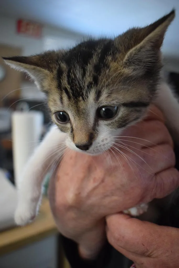 A baby medium-sized male Domestic Short Hair cat named Bandit for adoption in Pahrump, NV