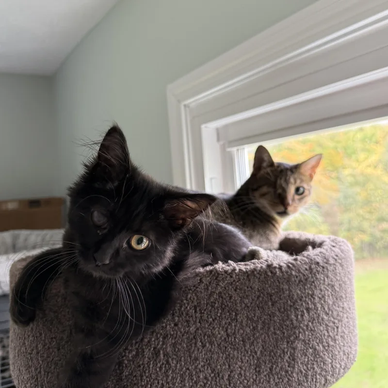 A baby small-sized female Black Domestic Medium Hair cat named Raisin for adoption in Lodi, OH