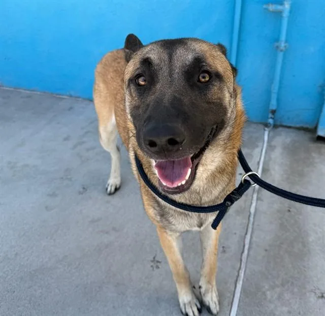 A young large-sized male German Shepherd Dog dog named Wyatt for adoption in Baldwin Park, CA