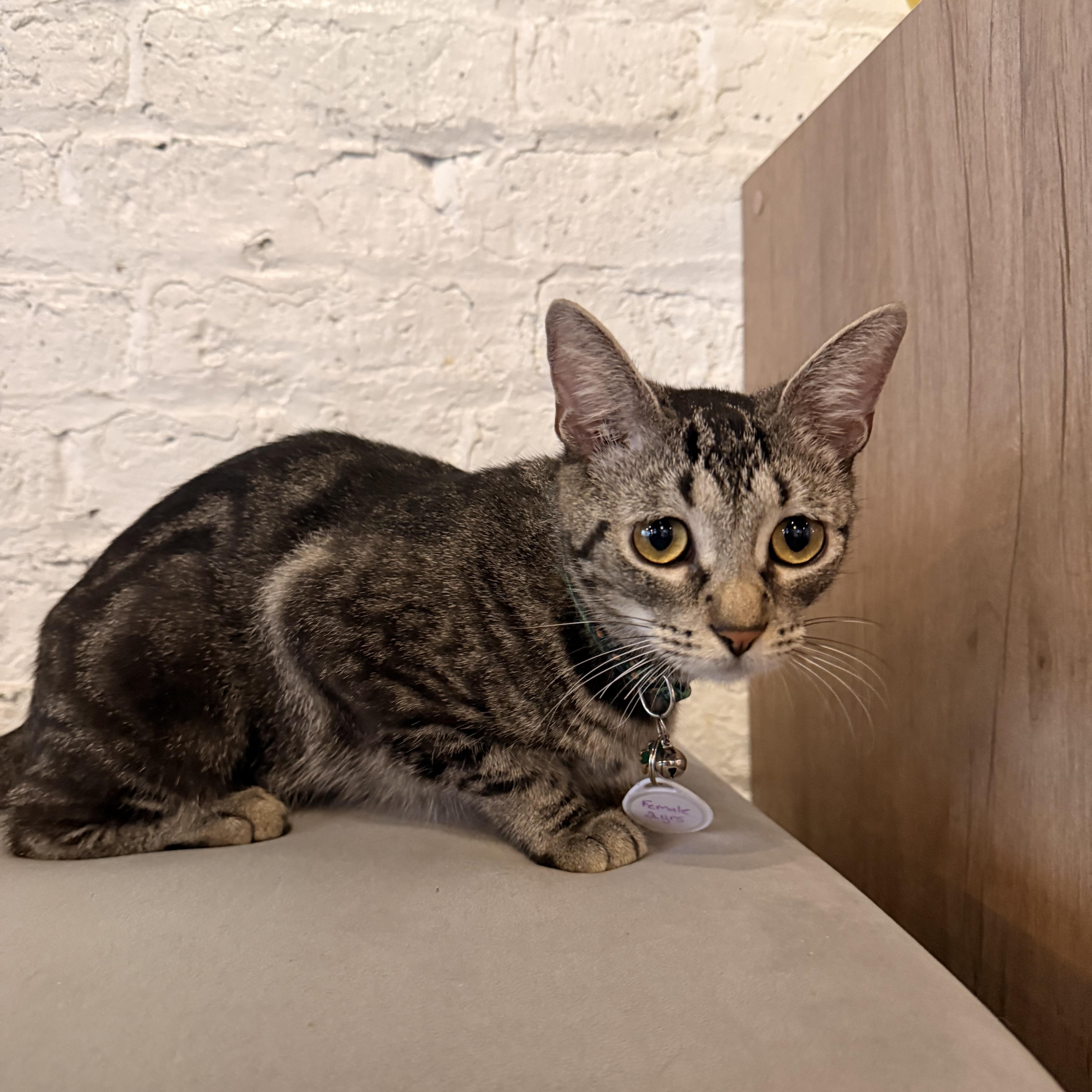 A young medium-sized female Tabby (Brown / Chocolate) Domestic Short Hair cat named Nala for adoption in Charleston, SC