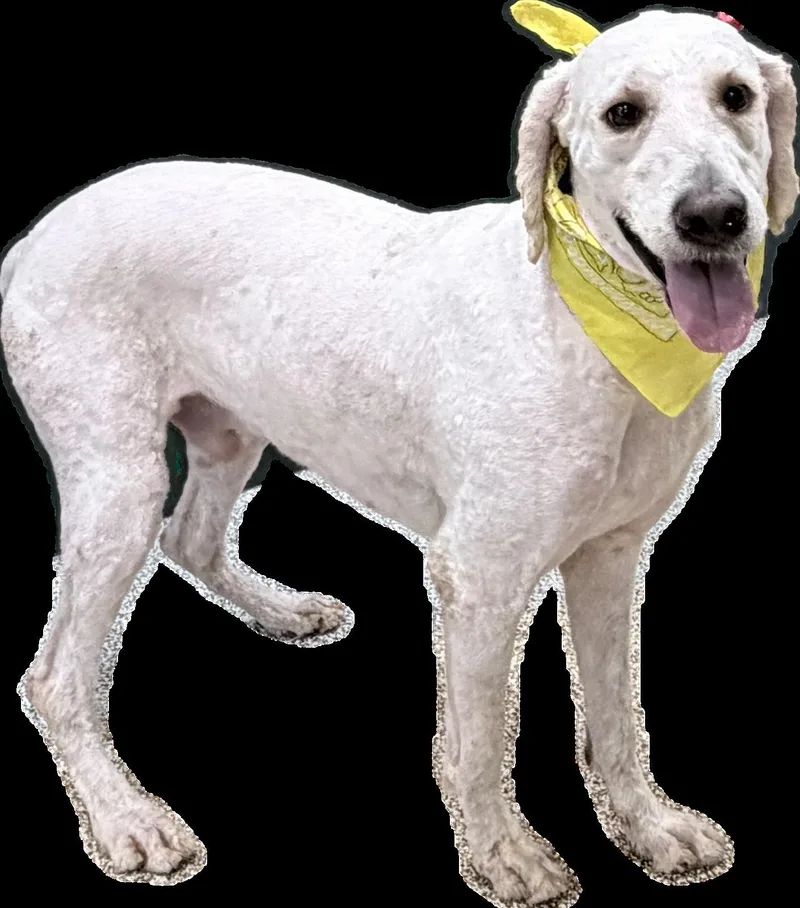 An adult large-sized male Poodle dog named Blanco for adoption in Los Angeles, CA