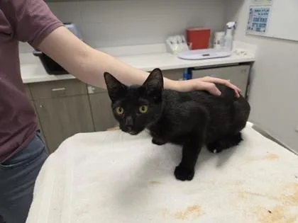 A baby small-sized male Black Domestic Short Hair cat named Night Drive for adoption in Kansas City, MO
