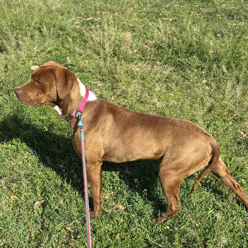 An adult medium-sized male Pit Bull Terrier dog named Jacko for adoption in Dallas, TX
