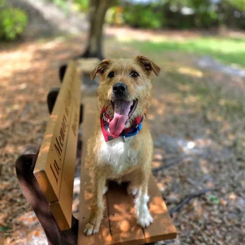 A young medium-sized male Yellow / Tan / Blond / Fawn Airedale Terrier dog named Scotty for adoption in Port Charlotte, FL