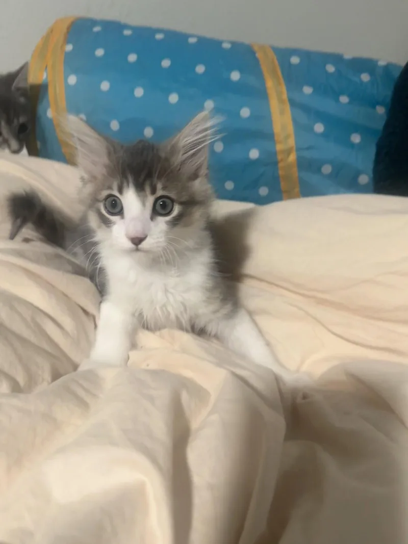 Mochi thumbnail 2
