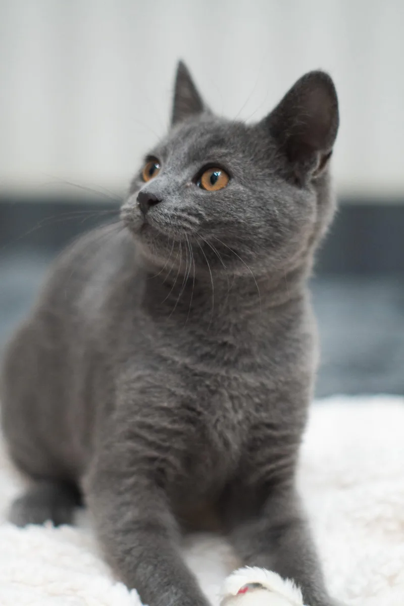 A baby small-sized female Gray & White Domestic Short Hair cat named Tommie & Jerry for adoption in Encinitas, CA