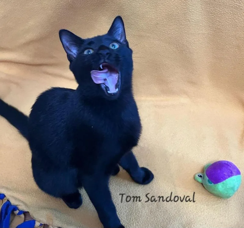 Tom Sandoval Playsipadgames thumbnail 2