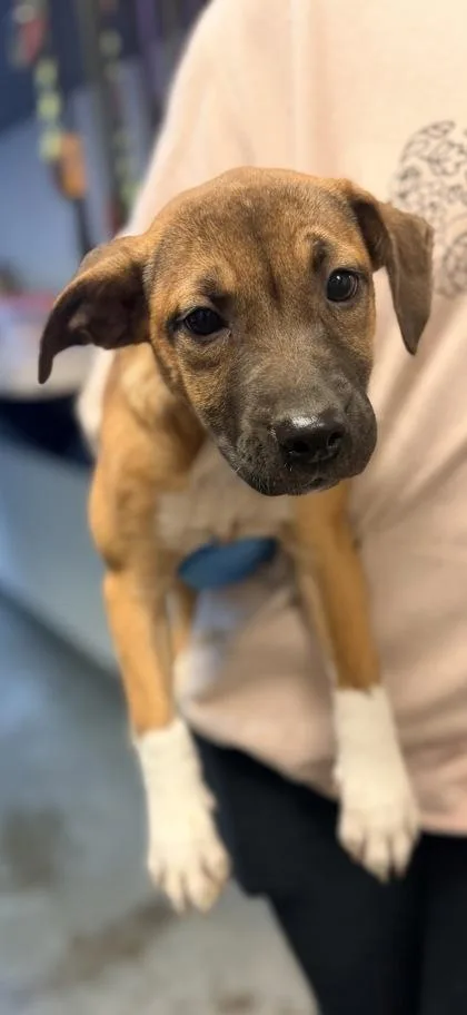 A young small-sized female Shepherd dog named Sippy Cup for adoption in Bowling Green, KY