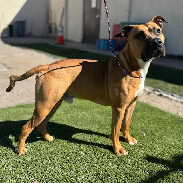 An adult large-sized male Yellow / Tan / Blond / Fawn Boxer dog named Dempsey for adoption in Bullhead City, AZ