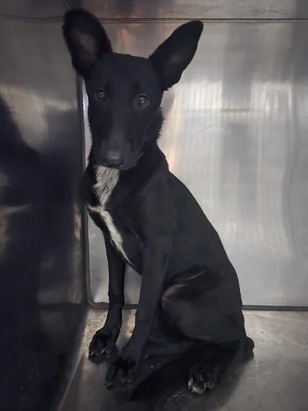 A young medium-sized female Mixed Breed dog named Daisy Diamond for adoption in Mobile, AL