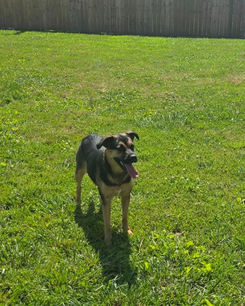 A young large-sized female German Shepherd Dog dog named Ellie for adoption in Neosho, MO