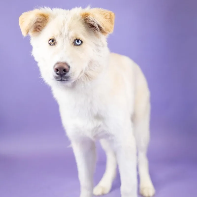 An adult large-sized male Apricot / Beige Mixed Breed dog named Creamer for adoption in Portland, OR