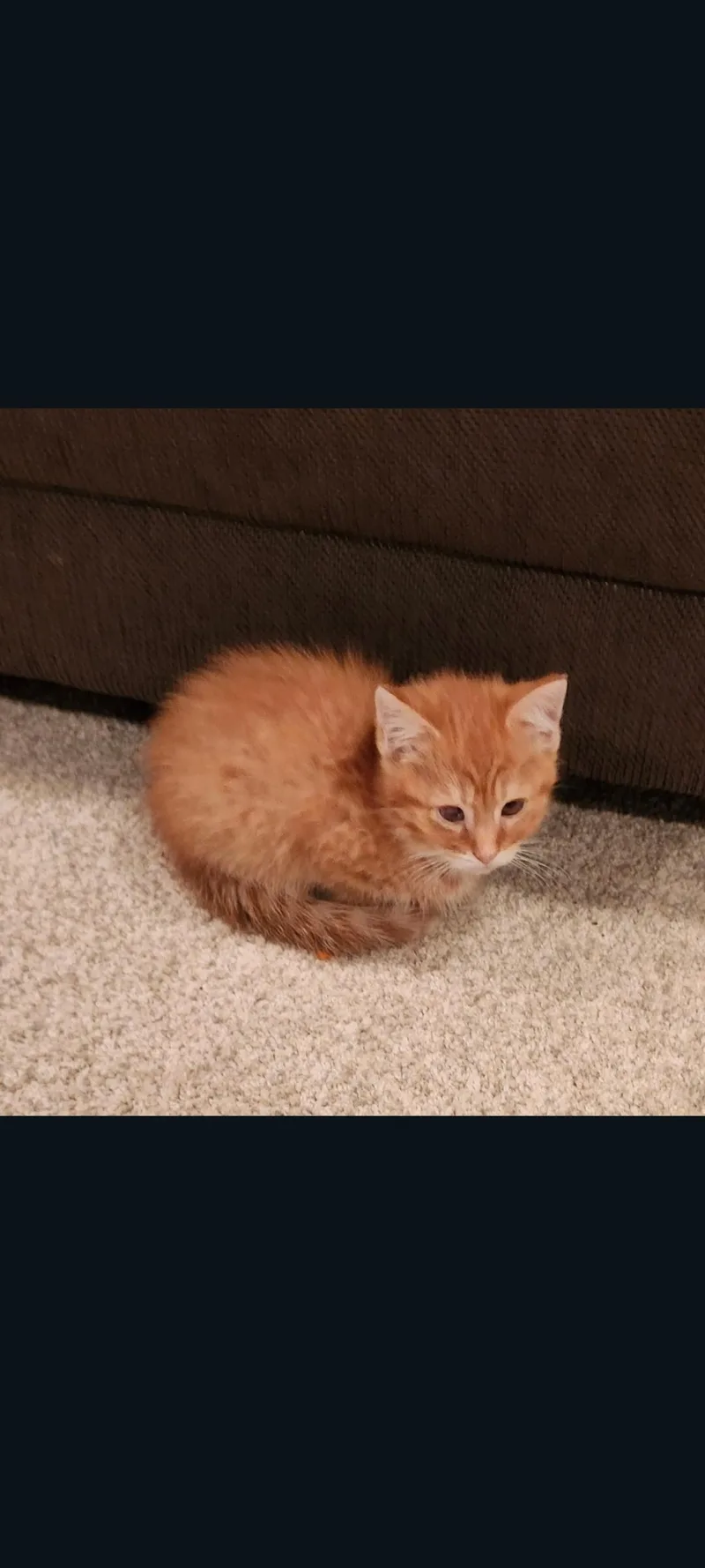 A baby medium-sized male Orange / Red Domestic Short Hair cat named Cheeto for adoption in Lewis Center, OH