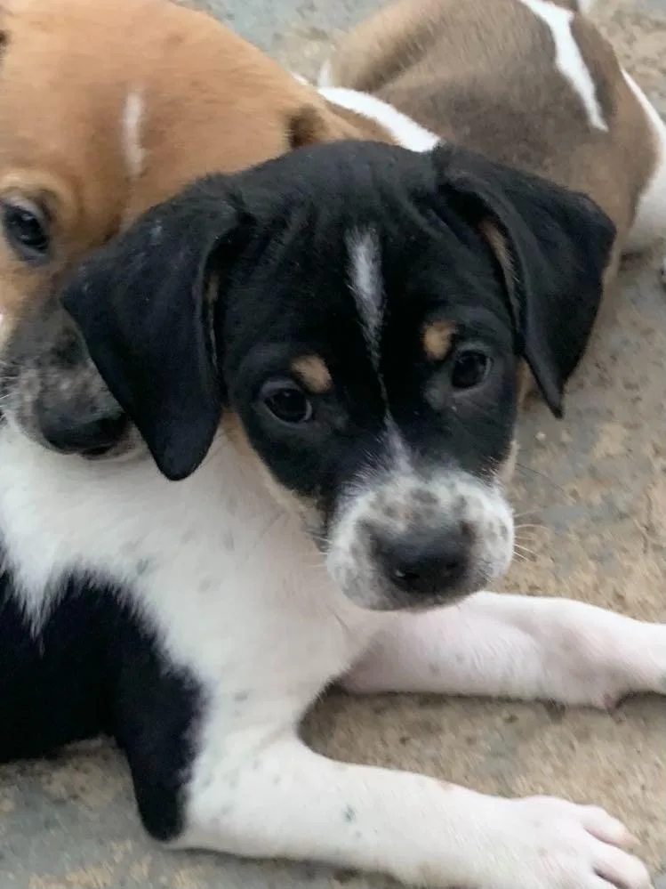 A baby medium-sized male Mixed Breed dog named Chip for adoption in Fond Du Lac, WI