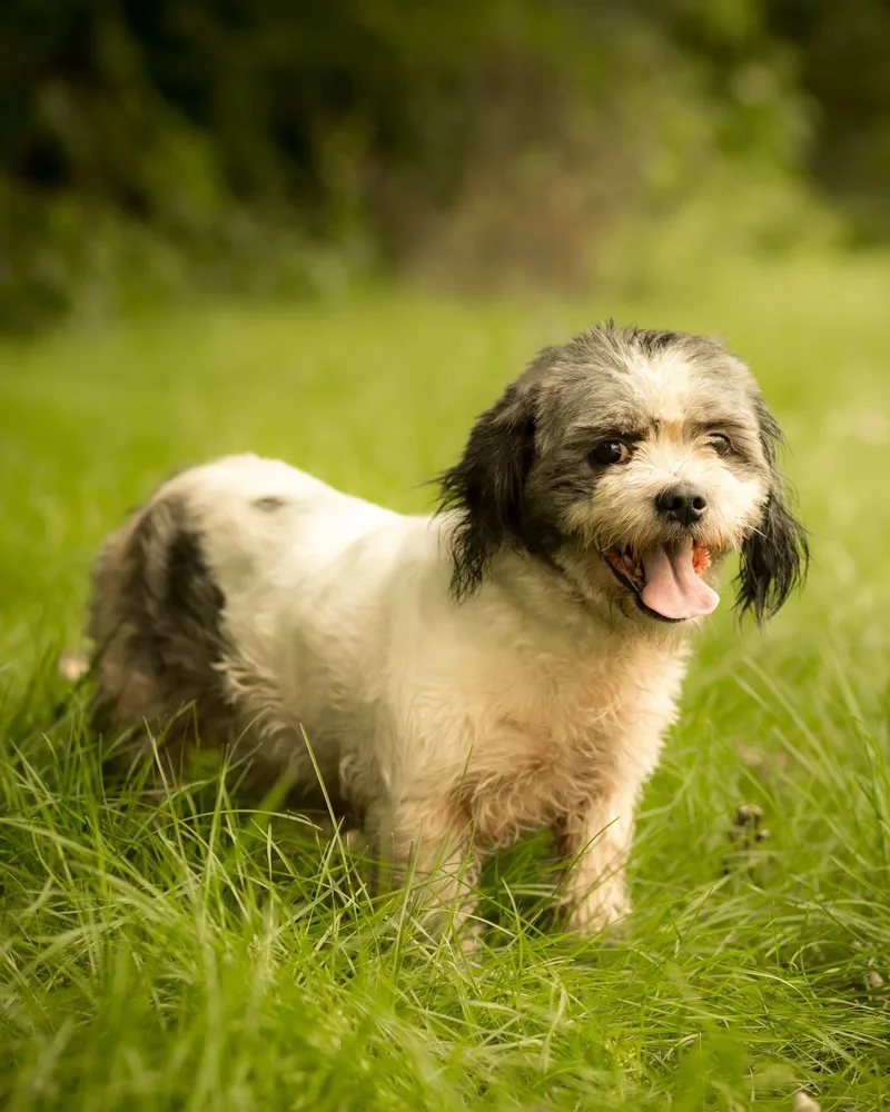 An adult small-sized female Gray / Blue / Silver Shih Tzu dog named Ruffles for adoption in Bridgeport, CT
