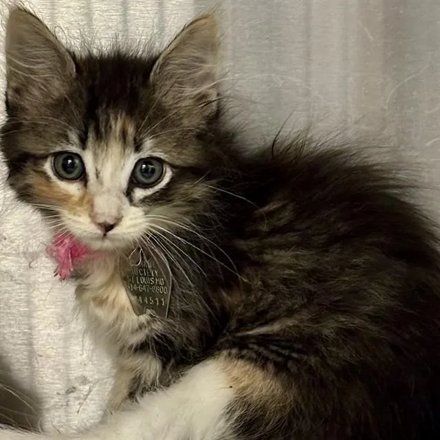 A baby small-sized female Domestic Medium Hair cat named Pinky for adoption in St. Louis, MO
