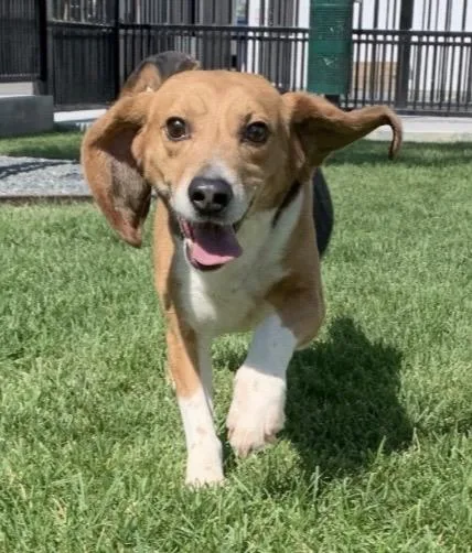 An adult small-sized male Tricolor (Brown, Black, & White) Beagle dog named Buddy for adoption in Grayslake, IL