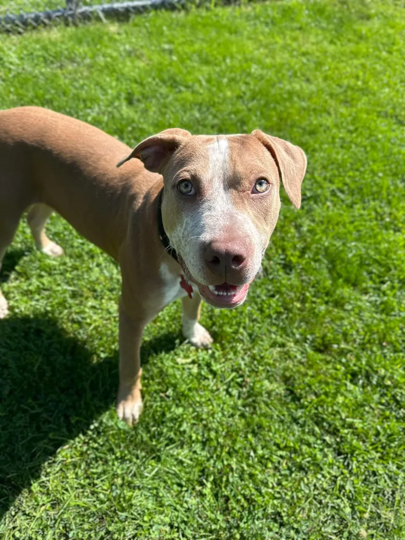 A young large-sized female Pit Bull Terrier dog named Congo for adoption in Valparaiso, IN