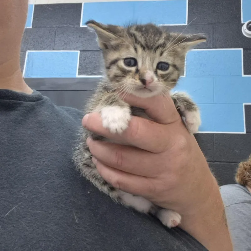 A baby small-sized male Black Domestic Short Hair cat named Bullwinkle for adoption in Ardmore, OK