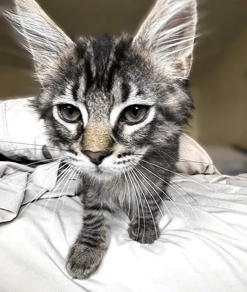 A baby small-sized male Domestic Long Hair cat named Frodo for adoption in Sacramento, CA