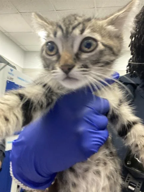 A baby small-sized female Domestic Short Hair cat named Nia for adoption in Dallas, TX