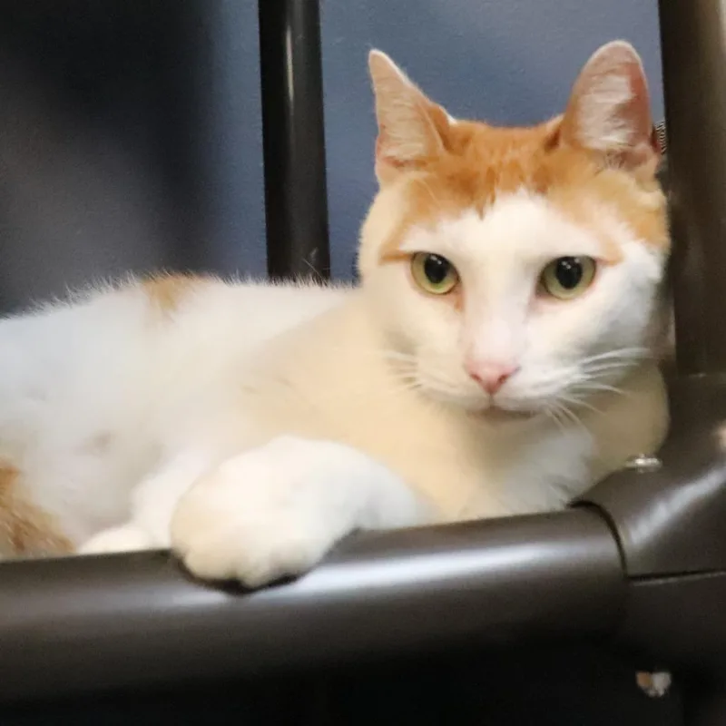 An adult large-sized male Orange / Red Domestic Short Hair cat named Herman for adoption in Lakeland, FL