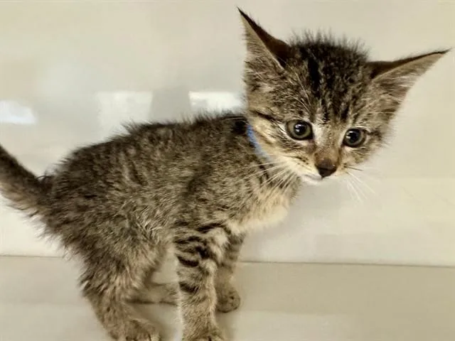 A baby small-sized male Domestic Short Hair cat named Theodore for adoption in Saint Louis, MO