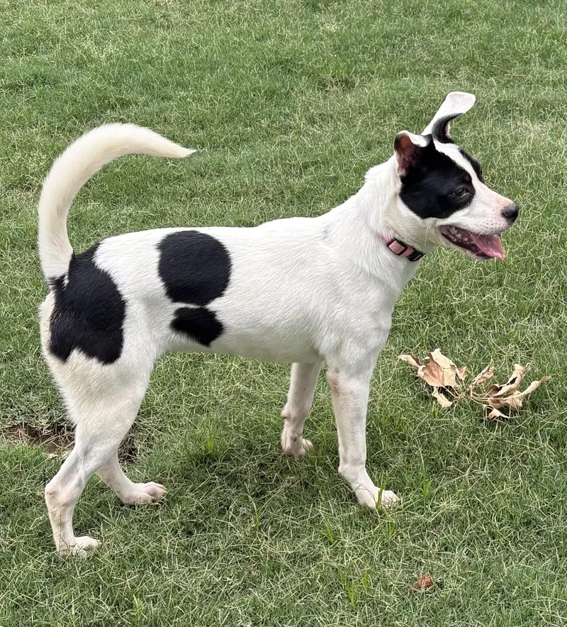 A young medium-sized female Black Jack Russell Terrier dog named Morgan for adoption in Cordova, TN