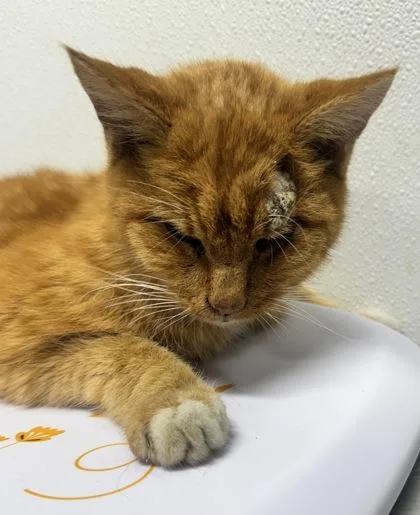 A senior small-sized male Domestic Short Hair cat named Creamsicle for adoption in West Chester, PA