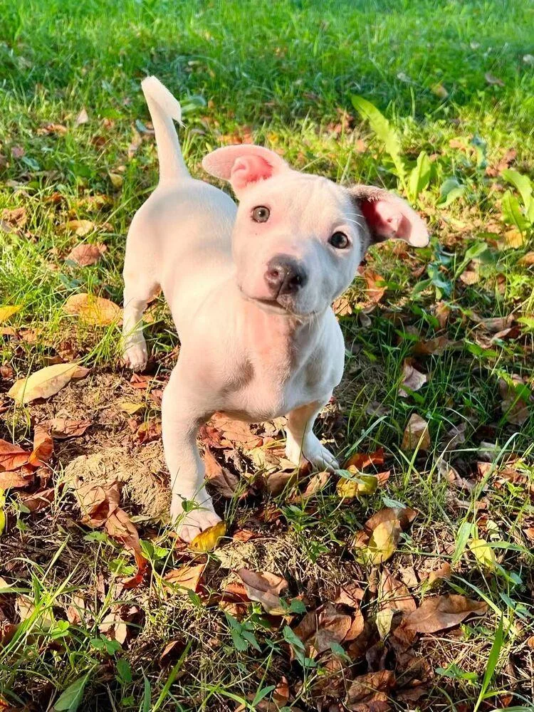 A baby small-sized male White / Cream Mixed Breed dog named Rob Roy for adoption in Milton, DE