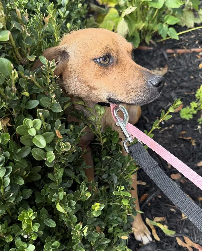 A baby small-sized female Labrador Retriever dog named Penny for adoption in Bloomfield Hills, MI