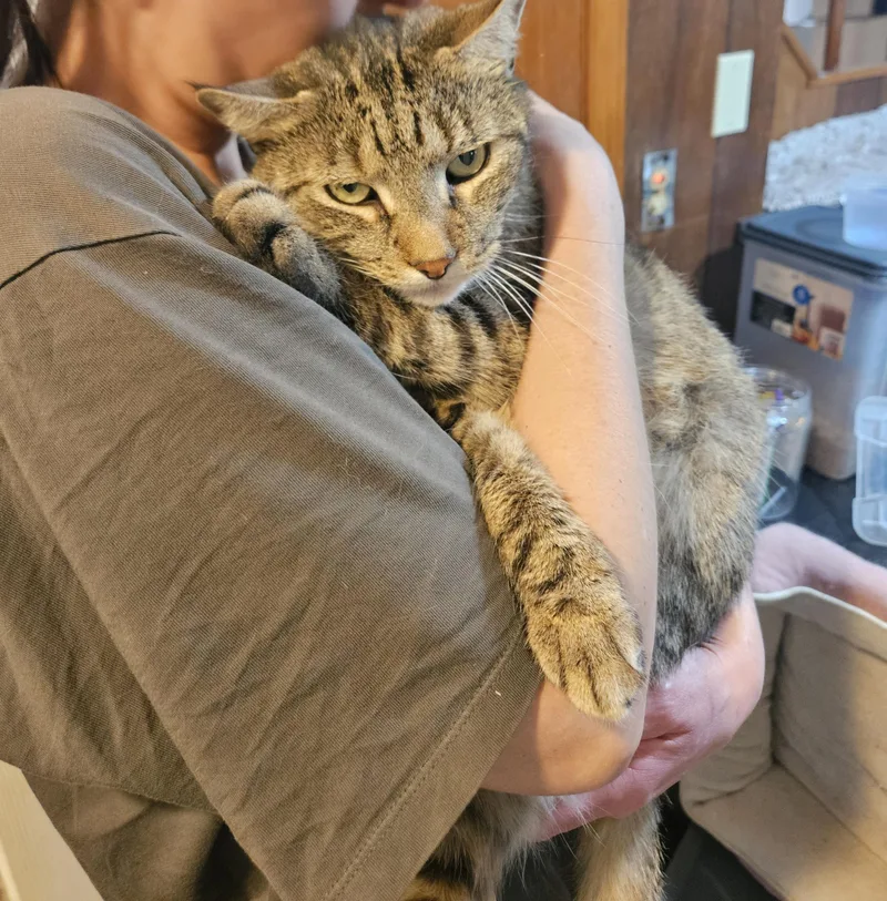 An adult medium-sized male Tabby (Brown / Chocolate) Domestic Short Hair cat named Pierre A.c.  The for adoption in New York, NY