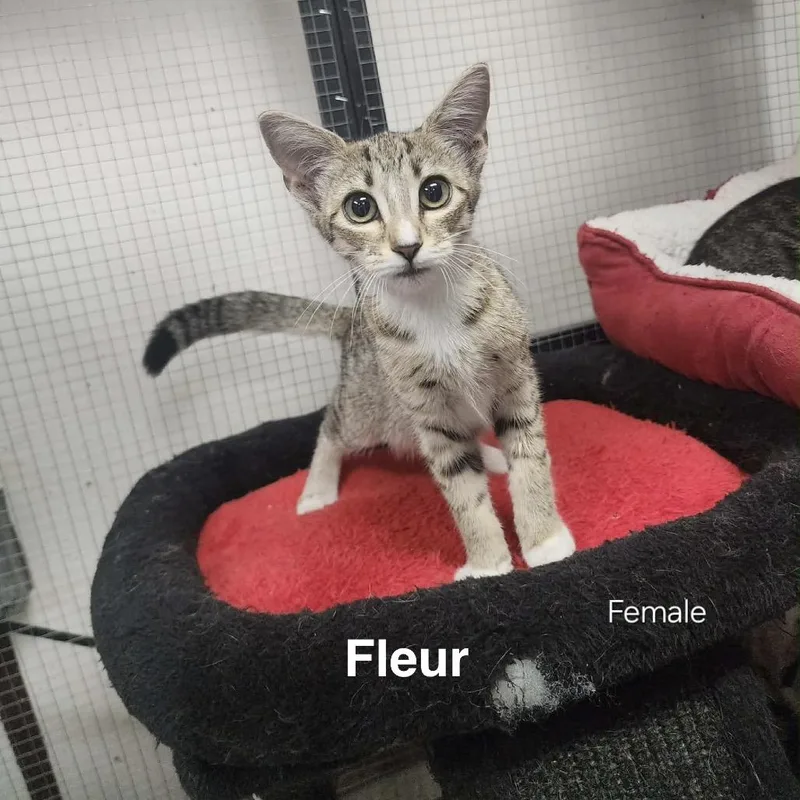 A baby small-sized female Gray / Blue / Silver American Shorthair cat named Fleur for adoption in Collinsville , OK