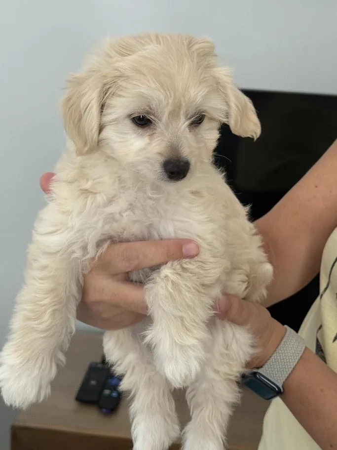 A baby small-sized female Bichon Frise dog named Mia for adoption in Bradenton, FL