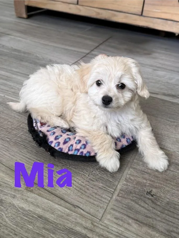 Mia thumbnail 3