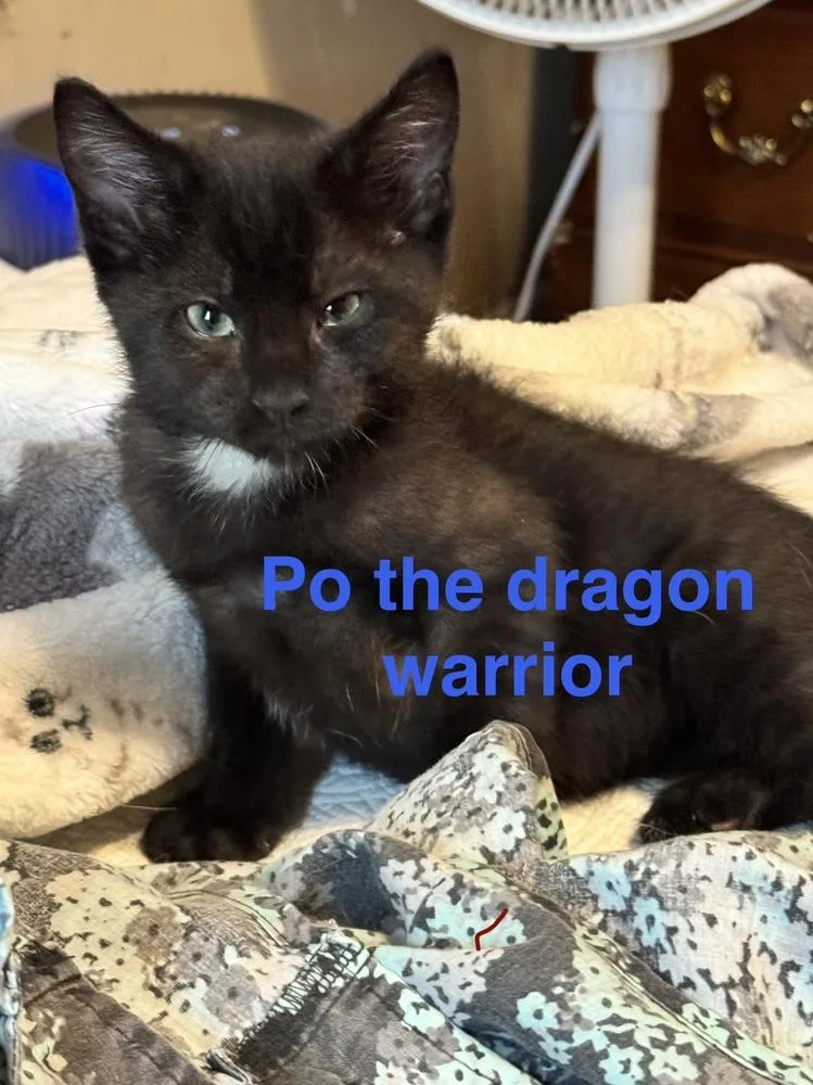 A baby small-sized male Black & White / Tuxedo Domestic Short Hair cat named Po for adoption in Plumerville, AR