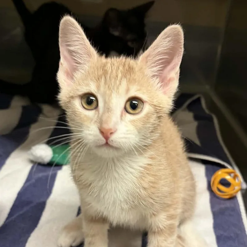 A baby small-sized male Buff / Tan / Fawn Domestic Short Hair cat named Cheese for adoption in Concord, NC