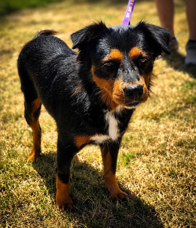 An adult medium-sized female Black Australian Shepherd dog named Delilah JuM for adoption in Austin, TX