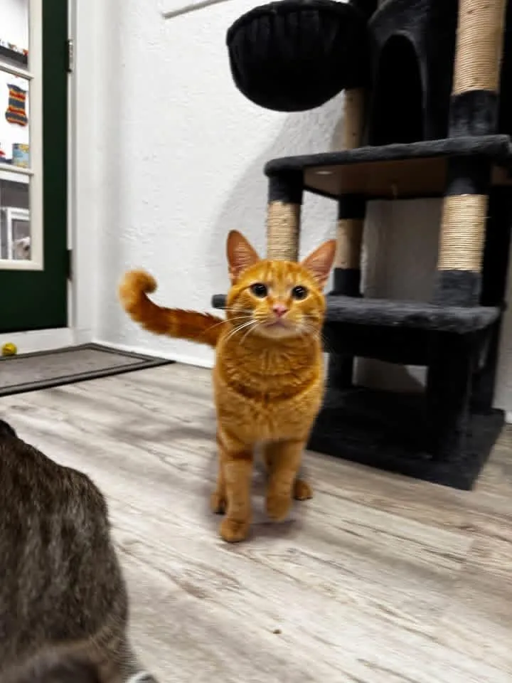 A young medium-sized male Tabby (Orange / Red) Domestic Short Hair cat named Morris for adoption in Maitland, FL