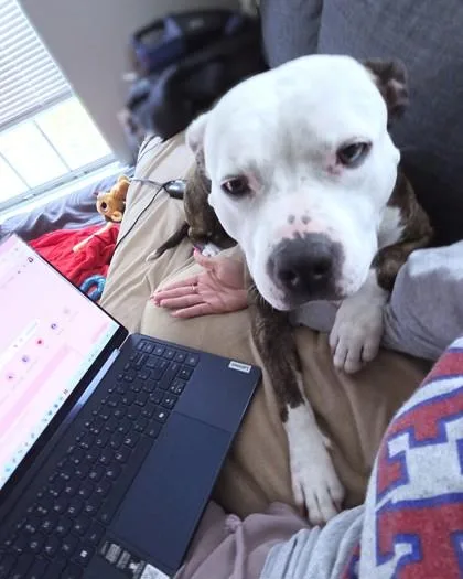 Dutchess thumbnail 3