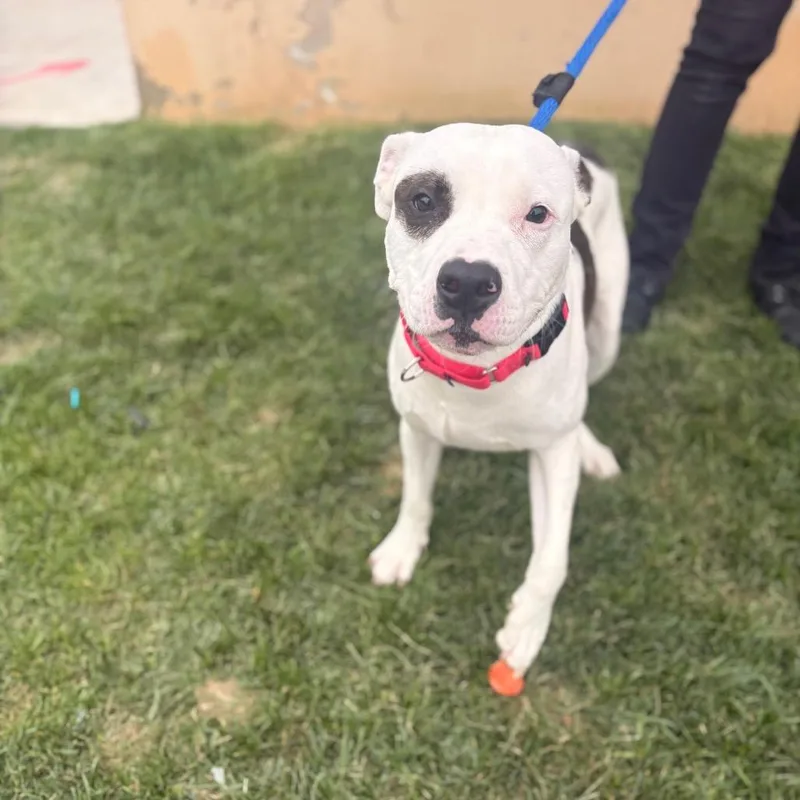 An adult large-sized male White / Cream Mixed Breed dog named Rascal for adoption in Philadelphia, PA