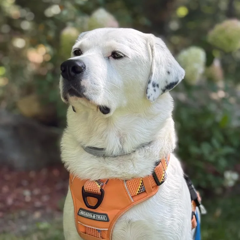 An adult large-sized male White / Cream Labrador Retriever dog named Buko for adoption in Bedford, NH