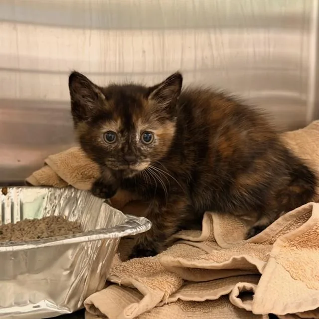 A baby small-sized female Domestic Short Hair cat named Cersei for adoption in Tustin, CA